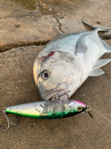 ロウニンアジの釣果