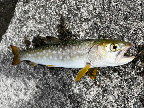 アメマスの釣果