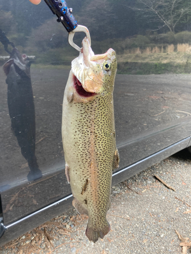 ニジマスの釣果