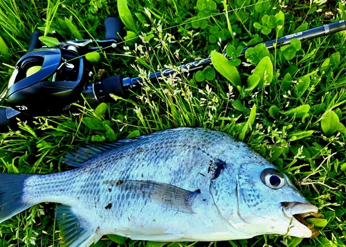 キチヌの釣果