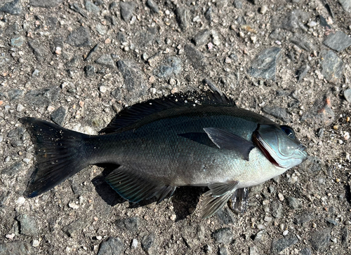 グレの釣果