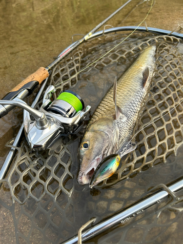 ニゴイの釣果