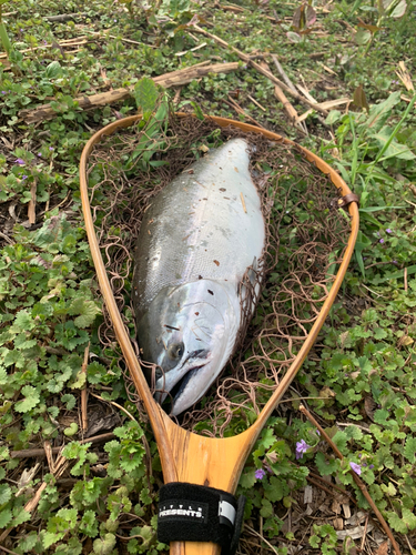 サクラマスの釣果