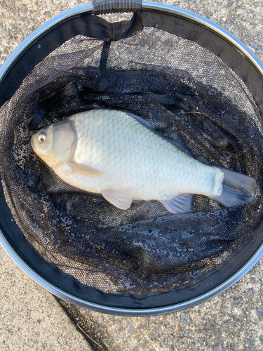 フナの釣果