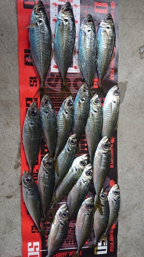 アジの釣果