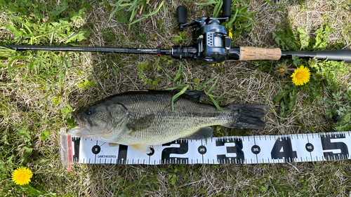 ブラックバスの釣果