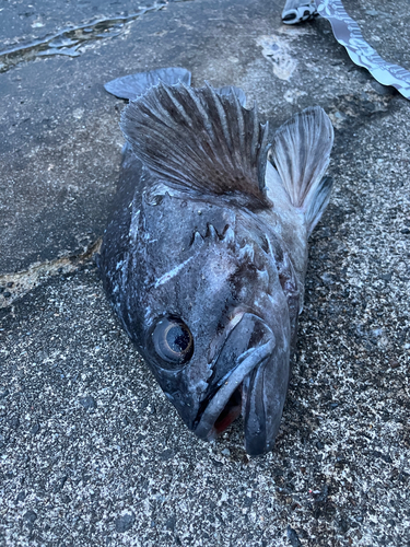 クロソイの釣果