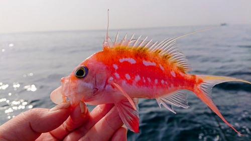 サクラダイの釣果