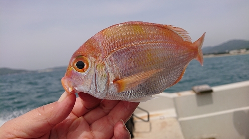 レンコダイの釣果