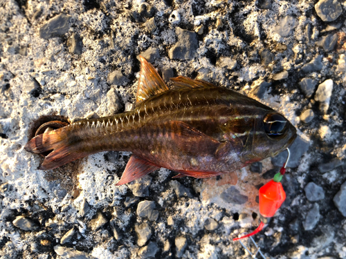 イシモチの釣果