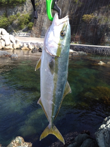 ヤズの釣果