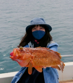 アコウの釣果