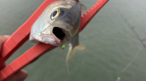 コノシロの釣果