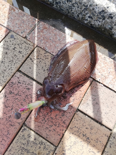 モンゴウイカの釣果