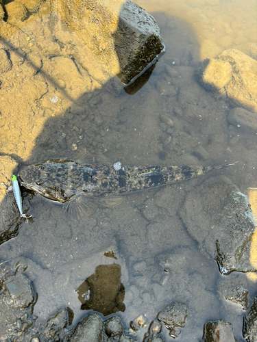 マゴチの釣果