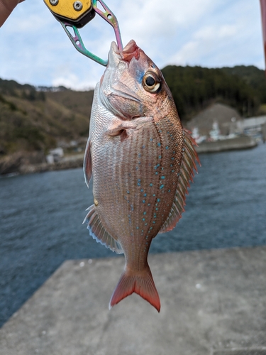 タイの釣果