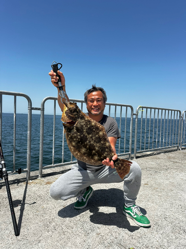 ヒラメの釣果