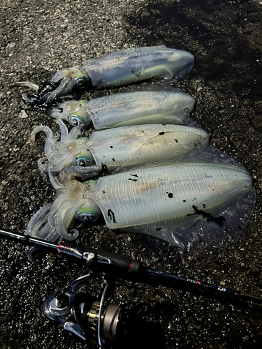 アオリイカの釣果