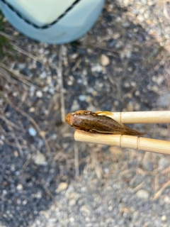 チチブの釣果