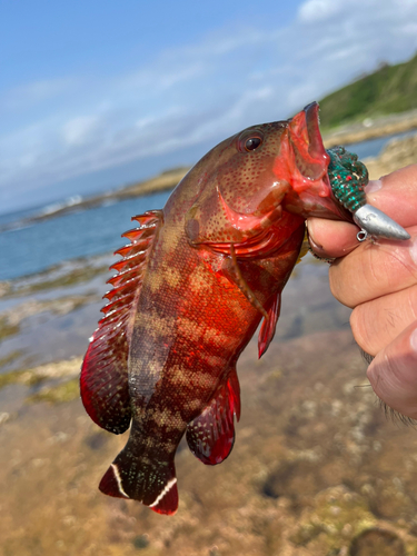 ニジハタの釣果