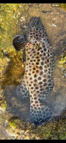 ヒトミハタの釣果