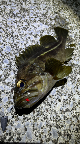 シマソイの釣果