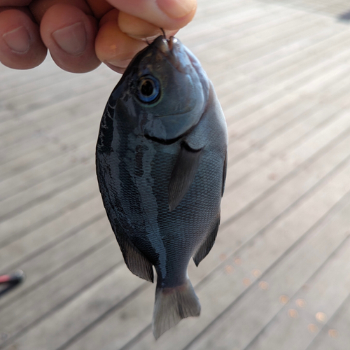 メジナの釣果