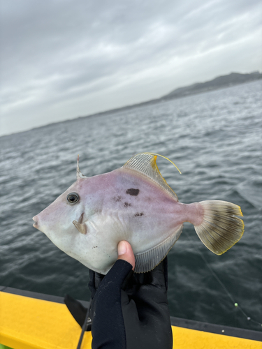 カワハギの釣果