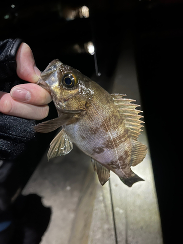 メバルの釣果