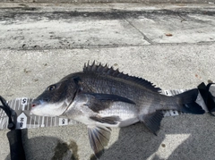 チヌの釣果