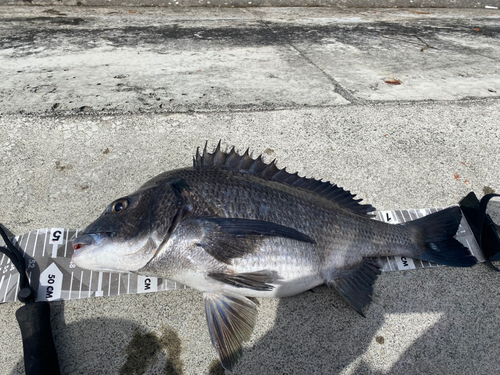 チヌの釣果