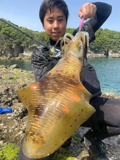 アオリイカの釣果