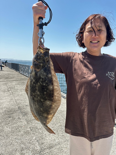 ヒラメの釣果