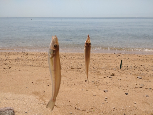 キスの釣果