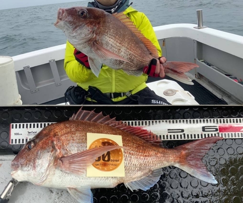 マダイの釣果