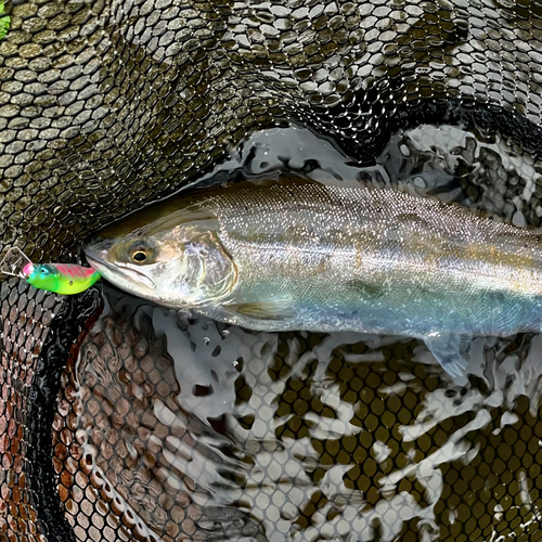 ヤマメの釣果