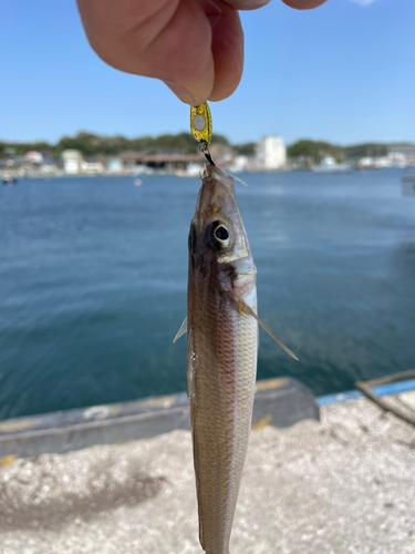 釣果