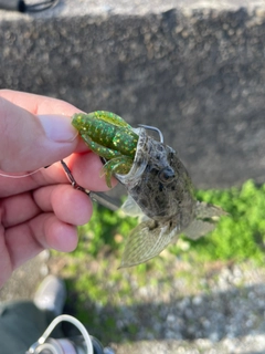 ウロハゼの釣果