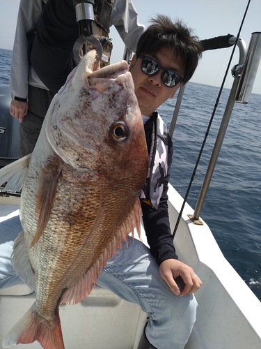 マダイの釣果