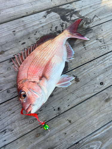 マダイの釣果