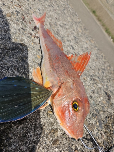 ホウボウの釣果