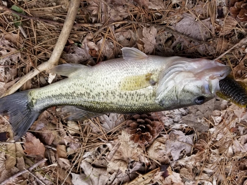 ラージマウスバスの釣果