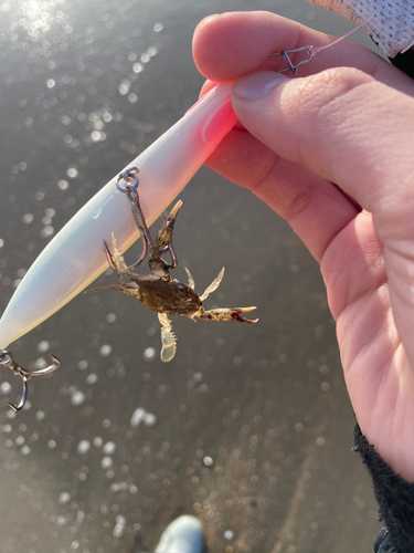 カニの釣果