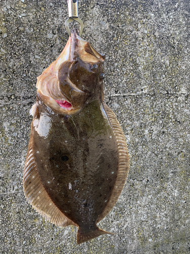 ヒラメの釣果