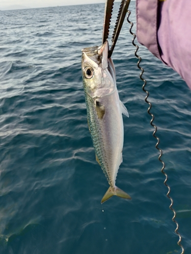 サバの釣果