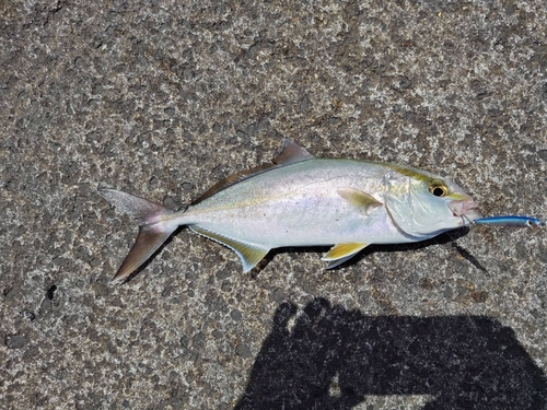 カンパチの釣果