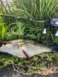 ラージマウスバスの釣果