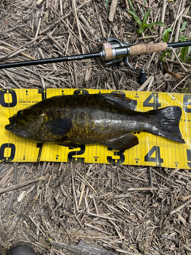 スモールマウスバスの釣果