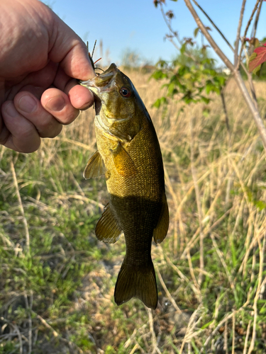 スモールマウスバスの釣果