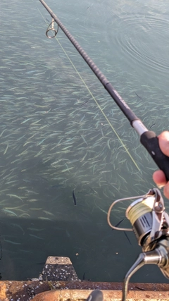 マイワシの釣果